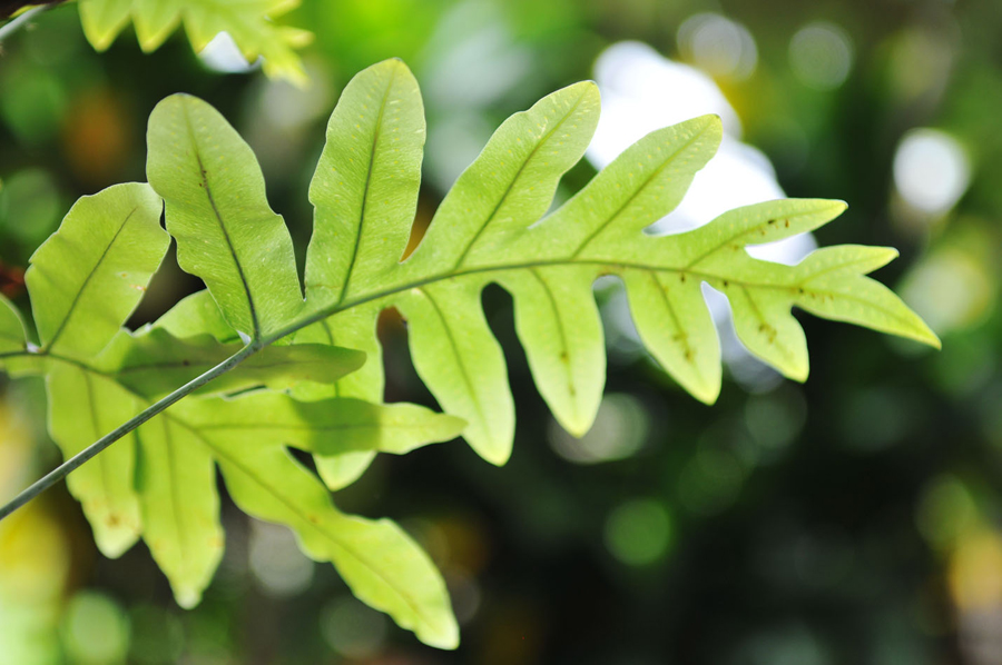 Farmstay &amp; Hawaii Native Plants