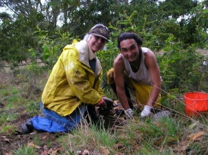 Tree planting at Hakalau Wildlife Refuge