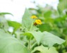 Yacon flowers