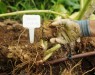 Seeds to replant